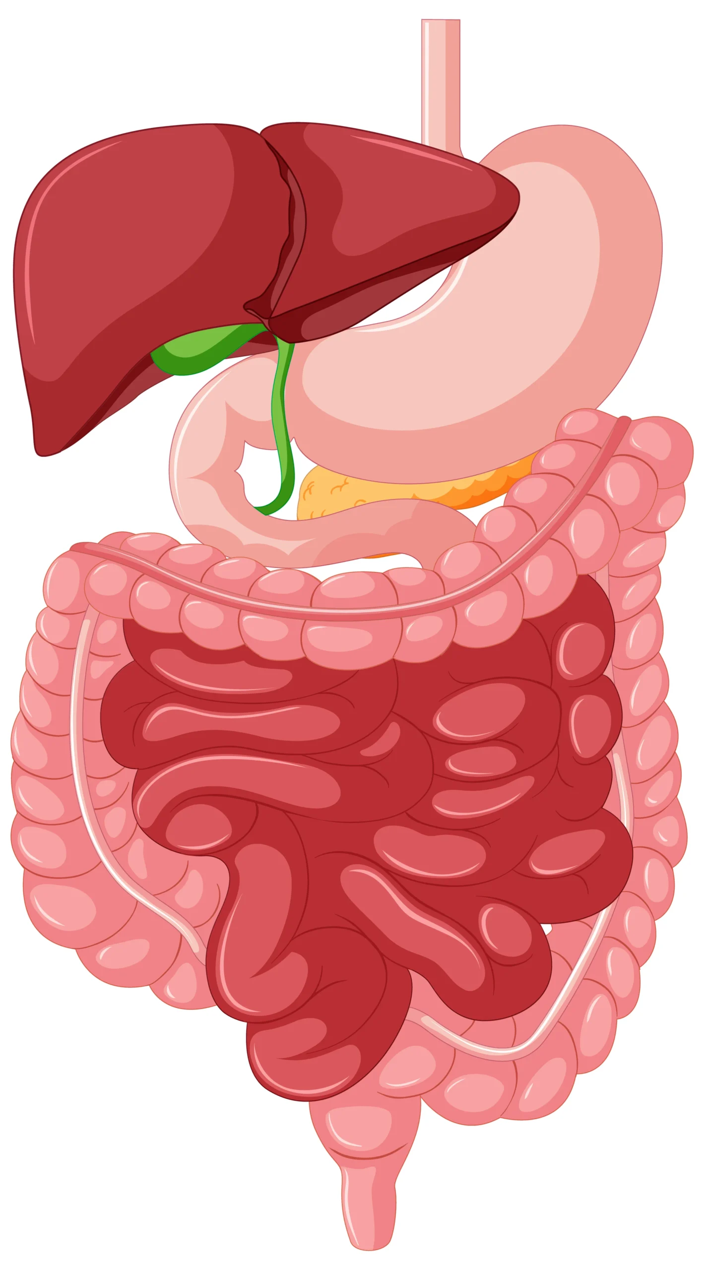 What Can You Eat When Your Colon is Inflamed?